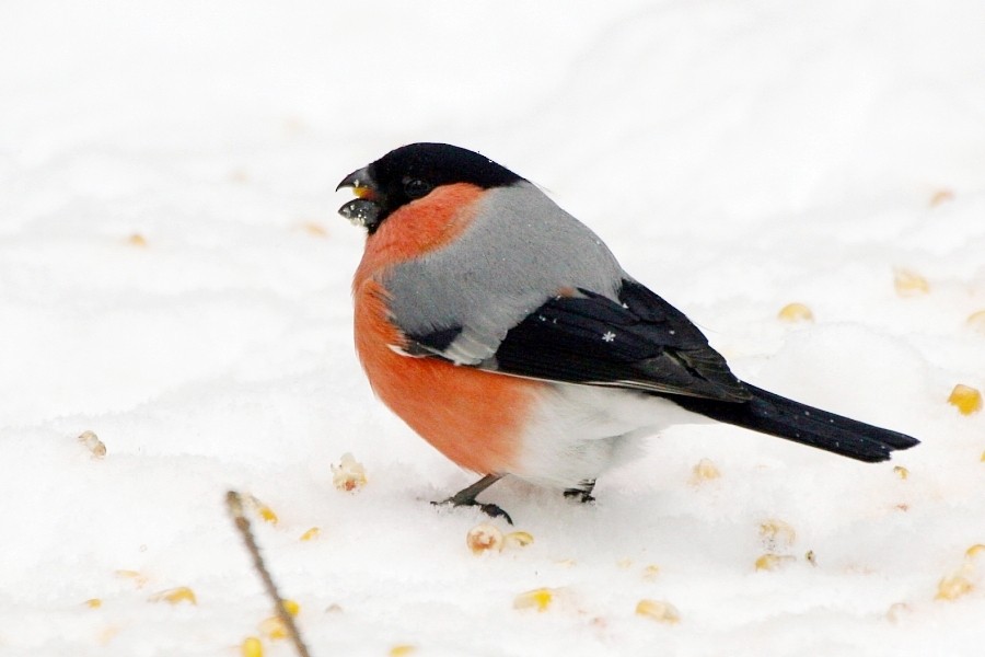 Eurasian Bullfinch (Eurasian) - Pavel Parkhaev