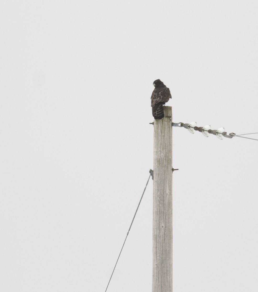 Rough-legged Hawk - ML269233151