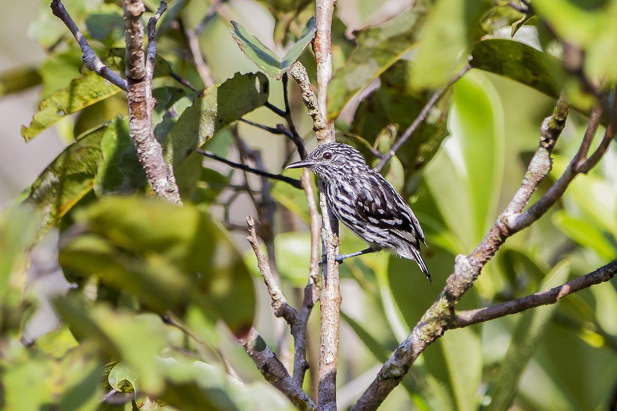 Cherrie's Antwren - ML269233231