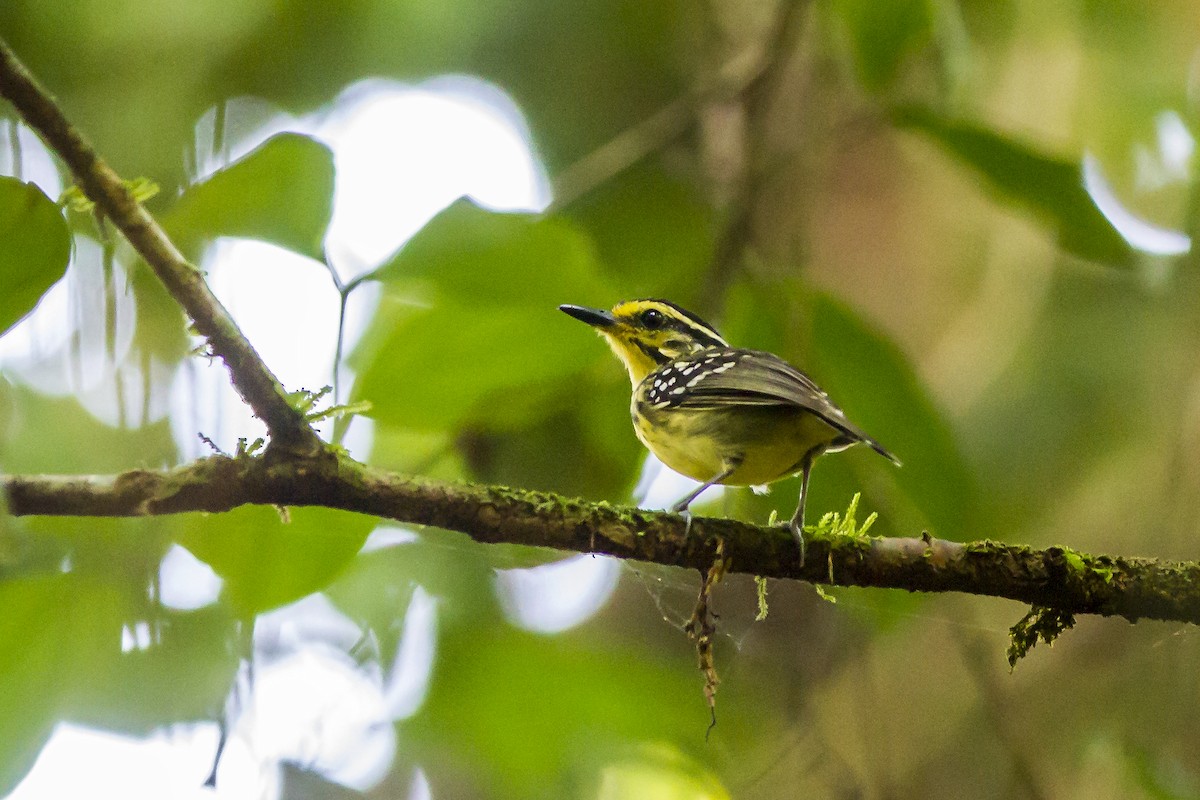 Yellow-browed Antbird - ML269233311