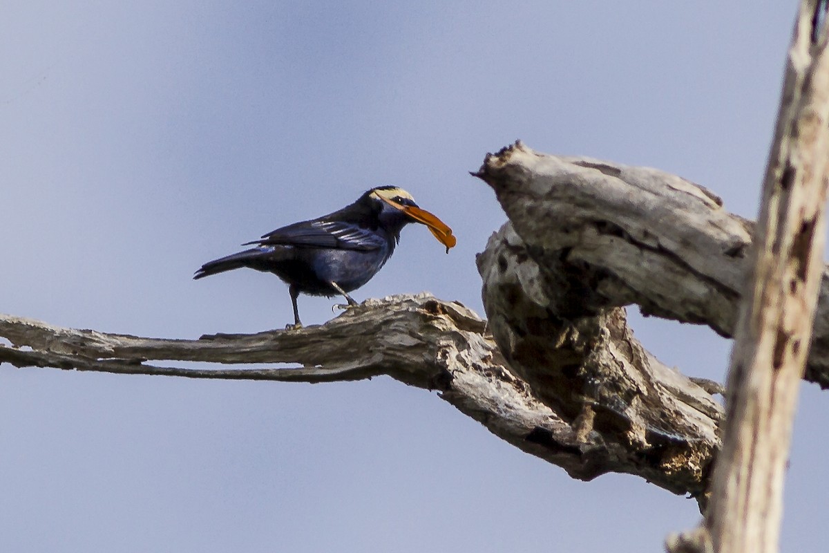 Opal-crowned Tanager - ML269233601