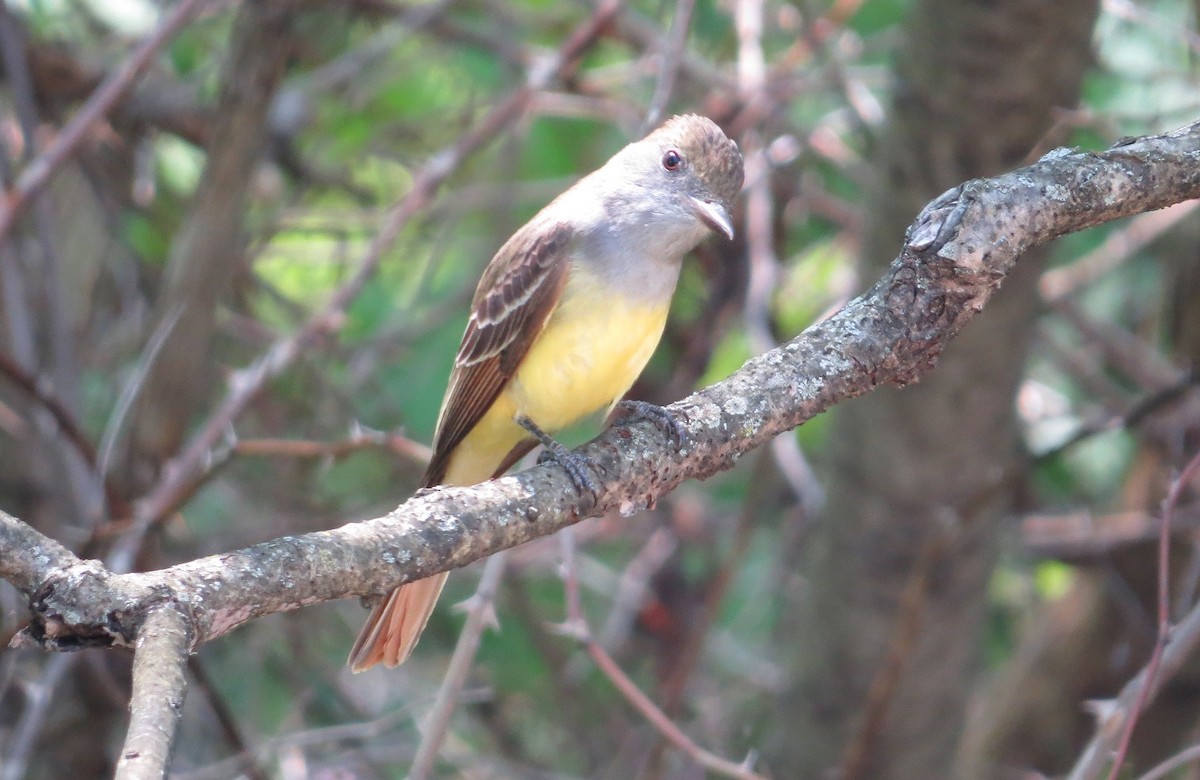 Great Crested Flycatcher - ML26923361