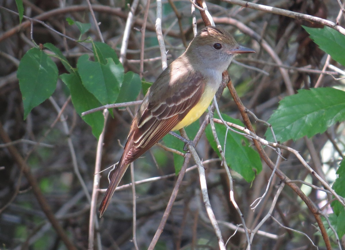 Great Crested Flycatcher - ML26923371