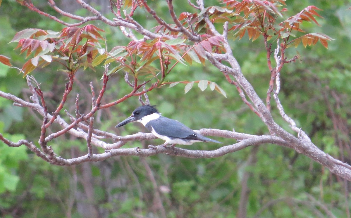Belted Kingfisher - ML26923431