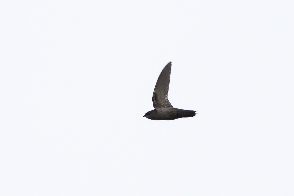 Gray-rumped Swift (Ash-rumped) - ML269234361