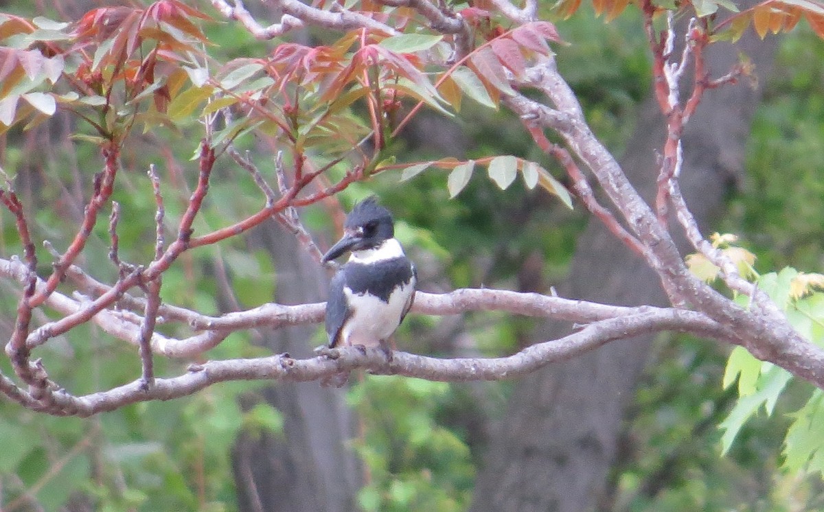 Belted Kingfisher - ML26923441