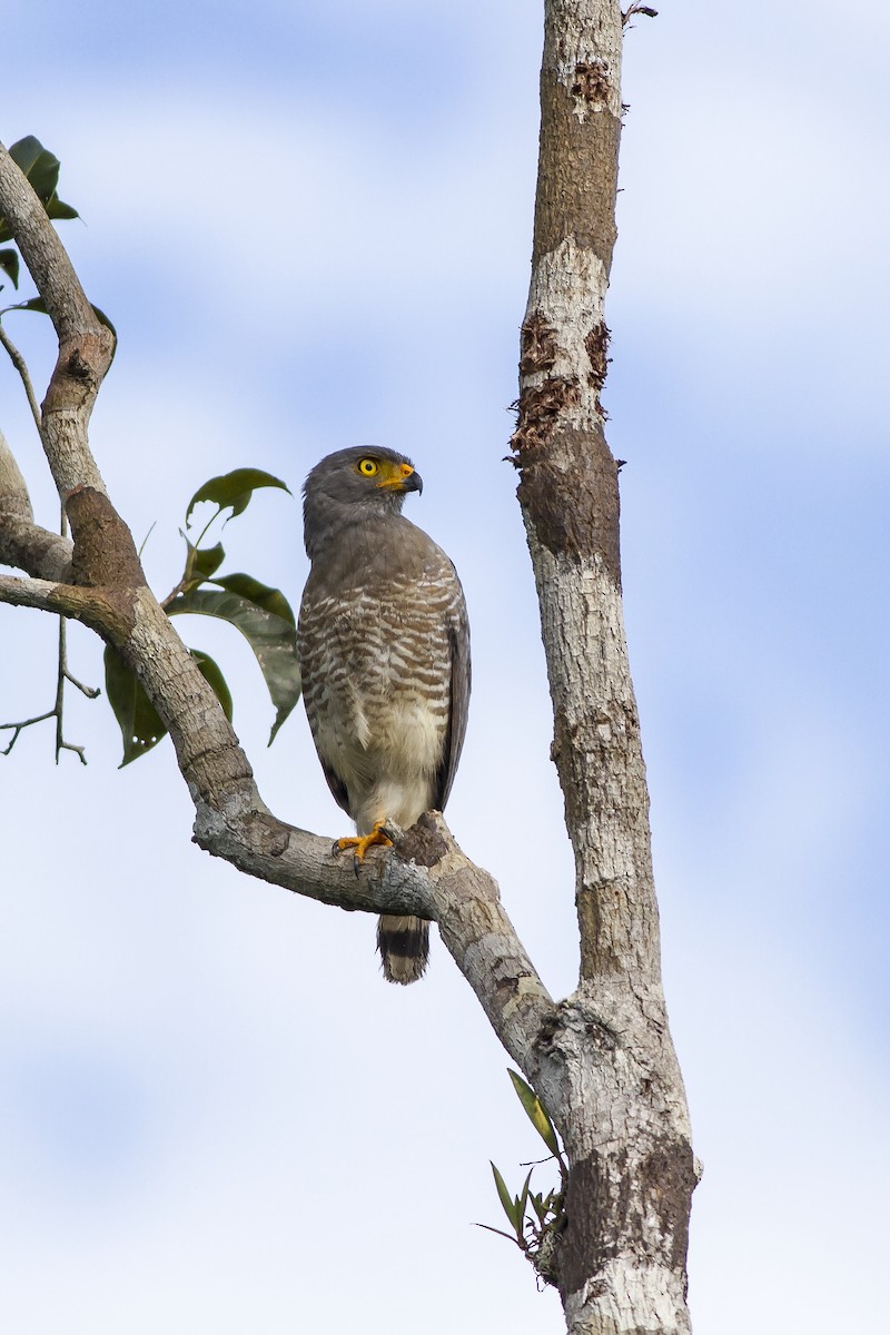 Roadside Hawk (Northern) - ML269234561