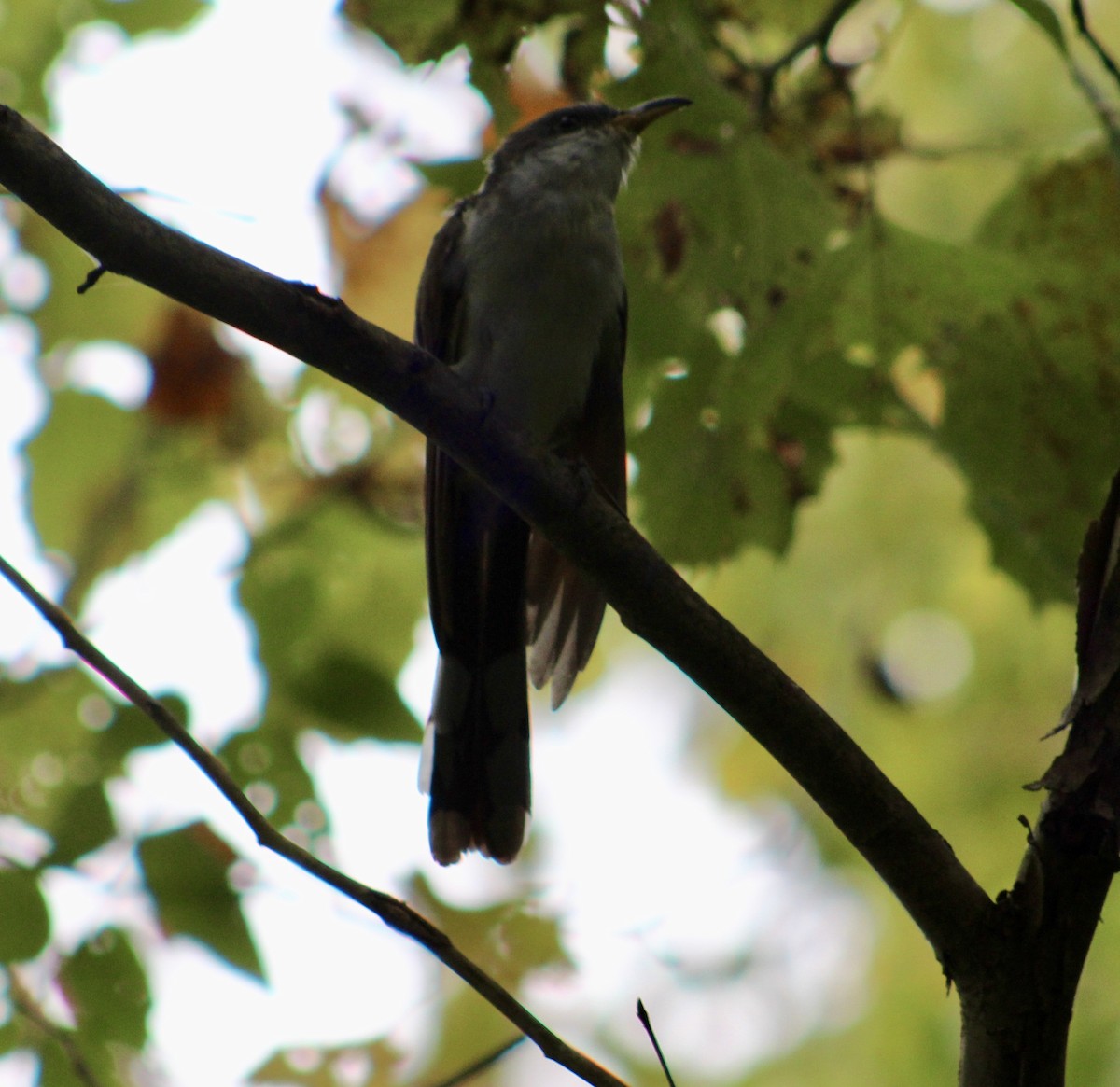 Yellow-billed Cuckoo - ML269234571