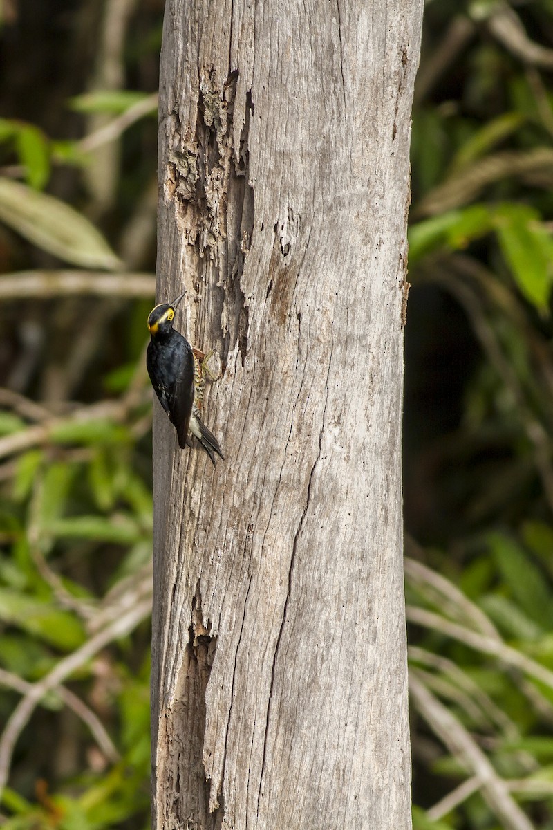 Yellow-tufted Woodpecker - ML269234711