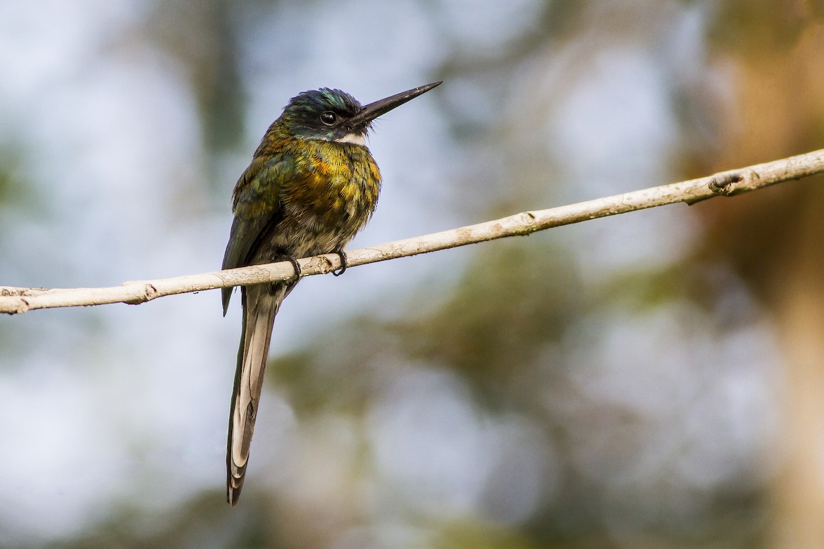 Bronzy Jacamar - ML269234771