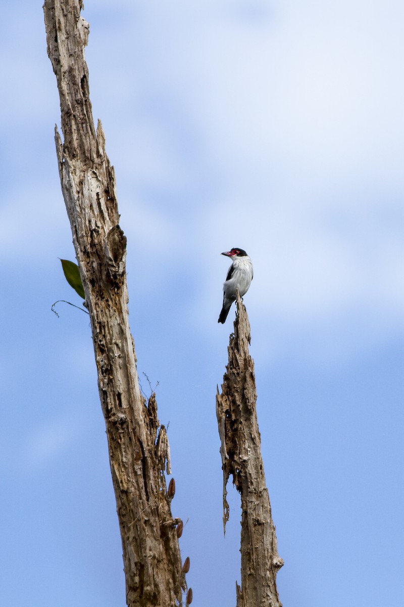 Black-tailed Tityra (Western) - ML269234931