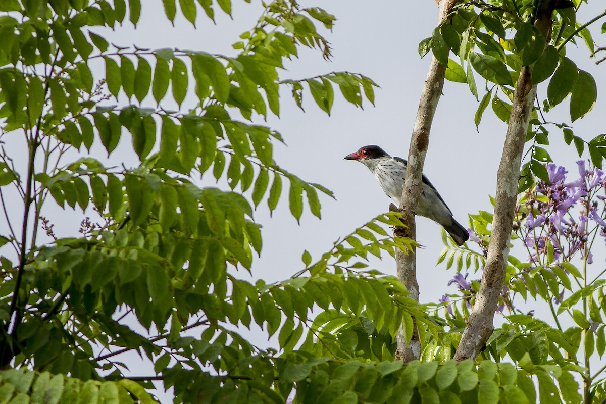 Black-tailed Tityra (Western) - ML269234941