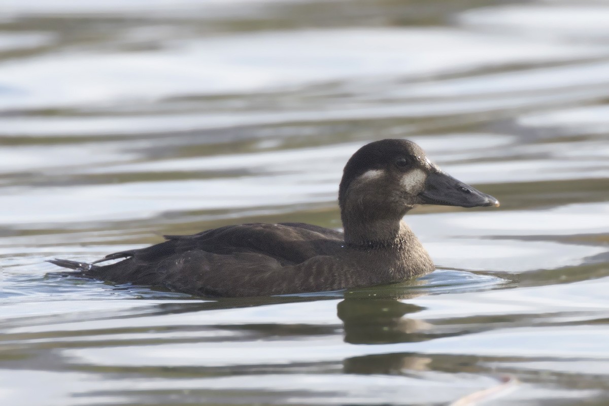 Surf Scoter - pierre martin