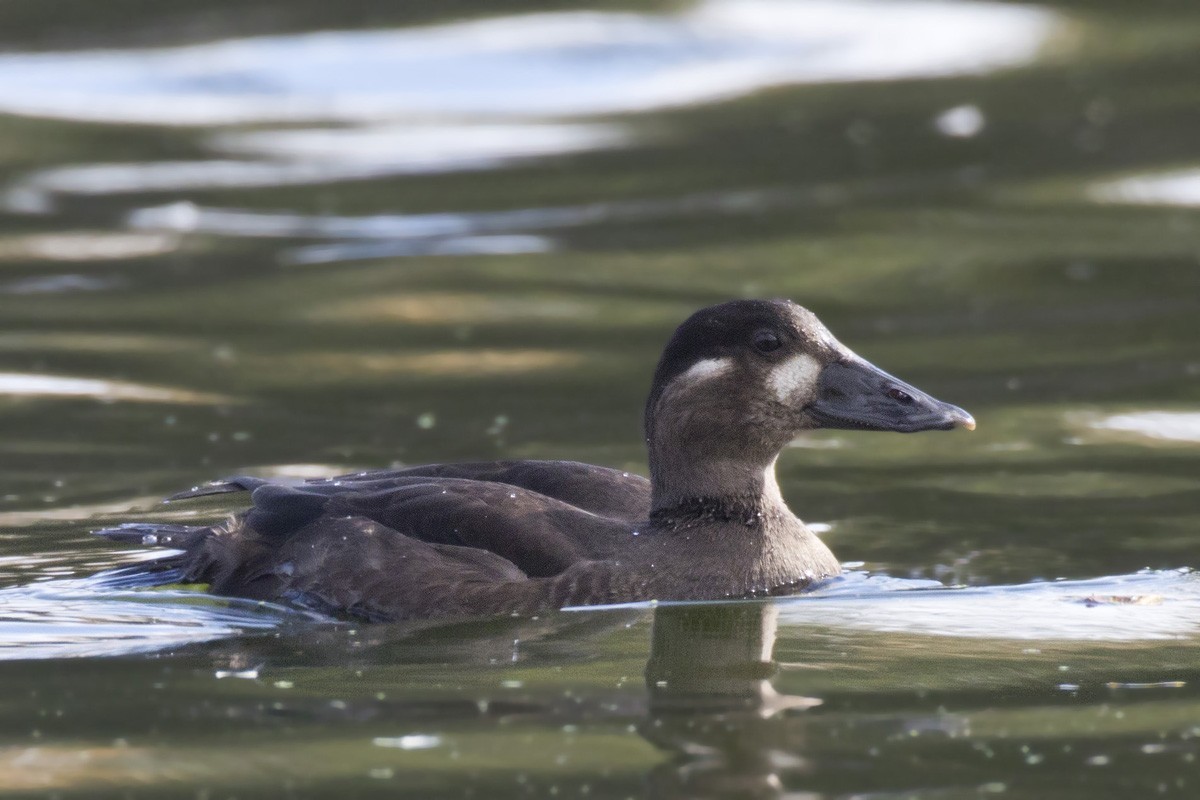 Surf Scoter - ML269236031