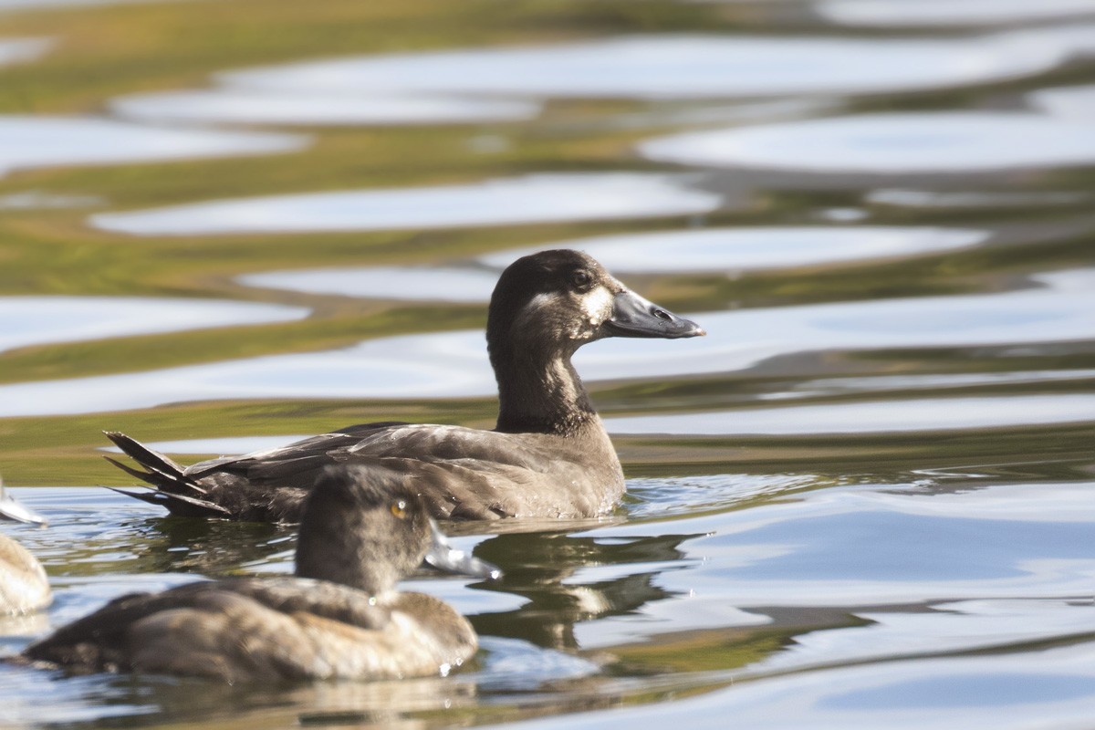 Surf Scoter - pierre martin