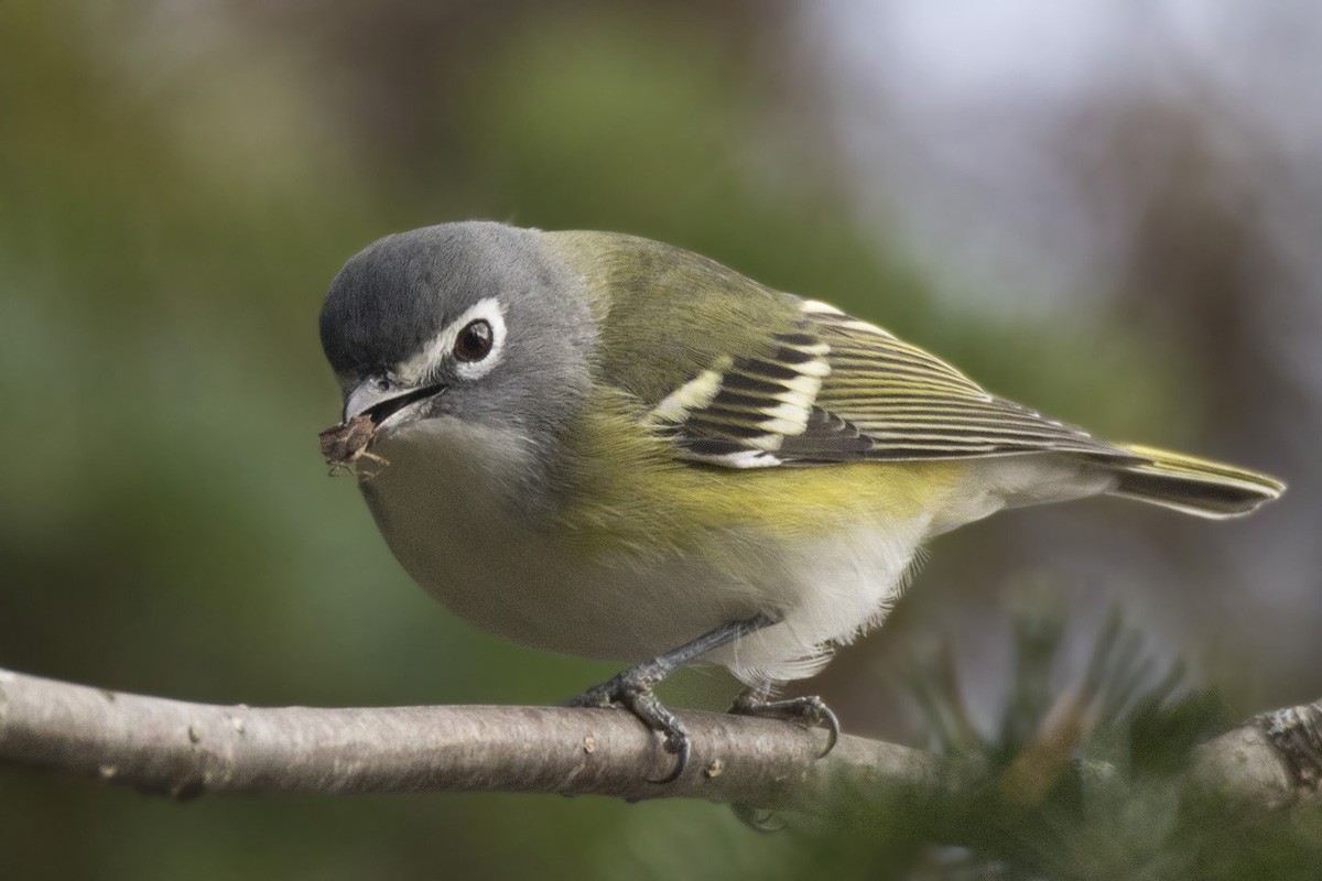 Blue-headed Vireo - ML269236101