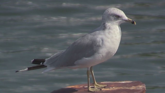 Ring-billed Gull - ML269238621