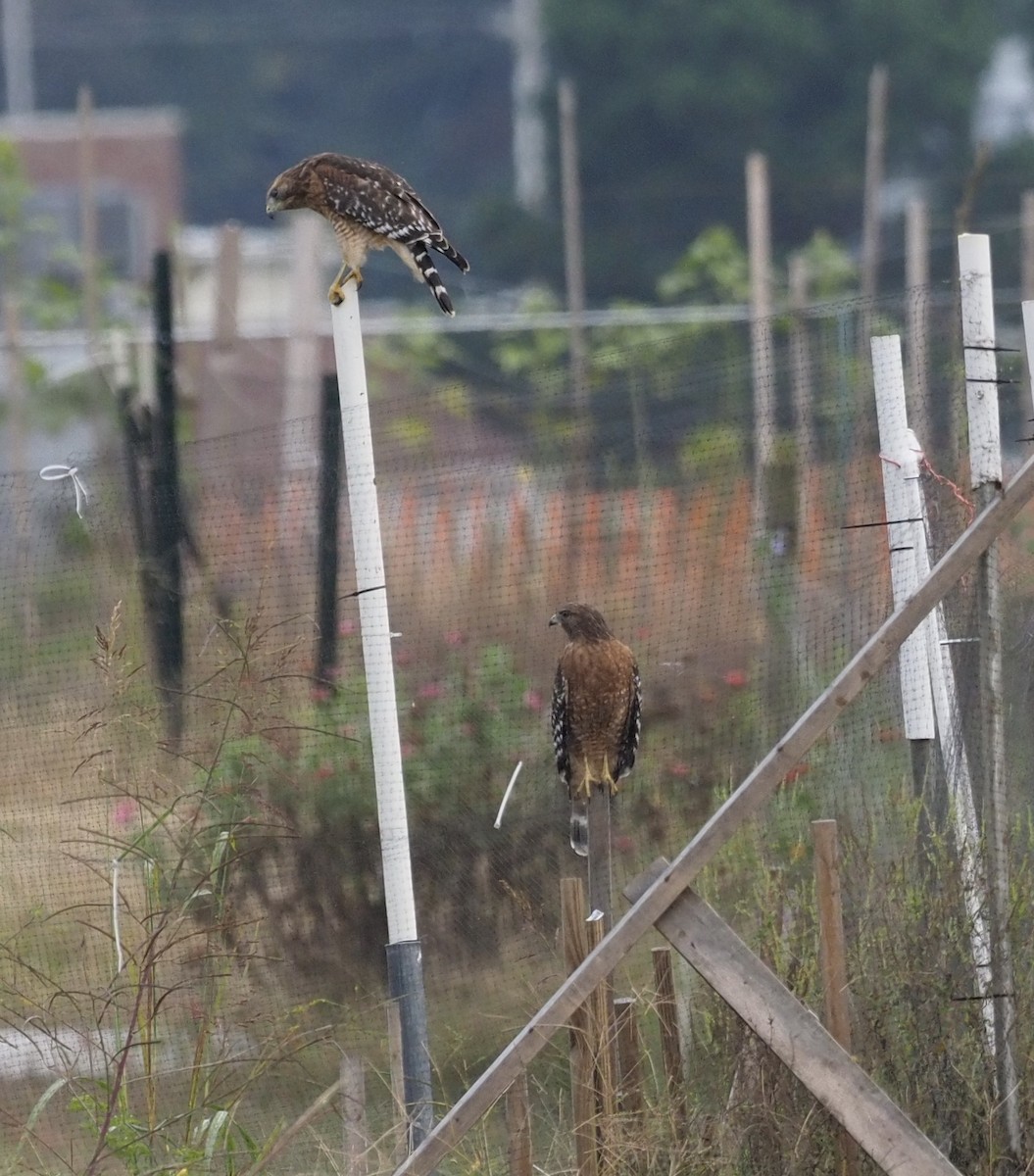 Red-shouldered Hawk - Bob Foehring