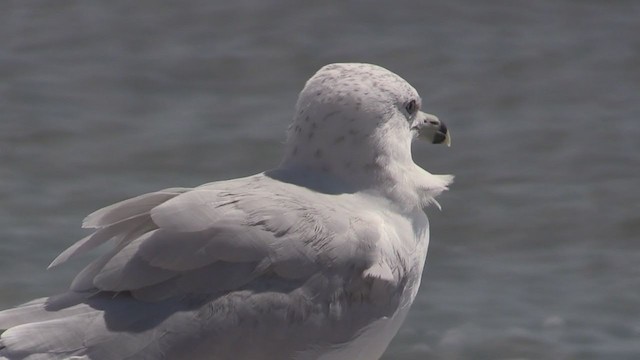 Ring-billed Gull - ML269239571