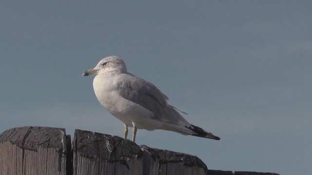 Ring-billed Gull - ML269240411