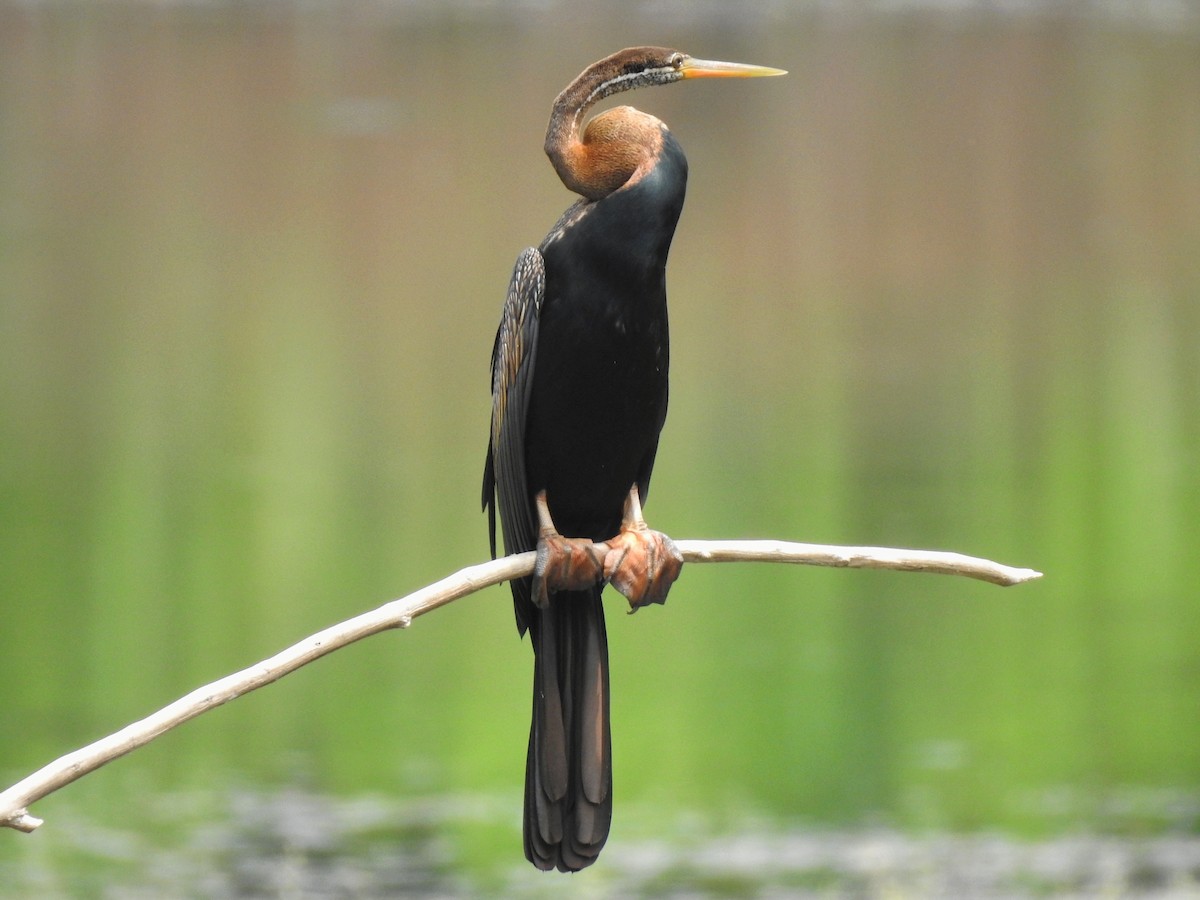 Oriental Darter - Abhinav Nair