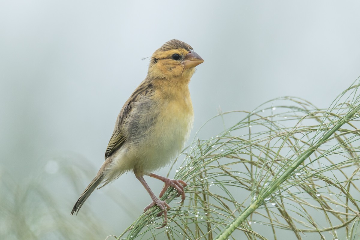 Asian Golden Weaver - ML269240911