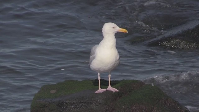 American Herring Gull - ML269241341