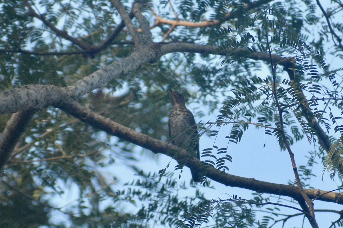 Swainson's Thrush - ML269241871