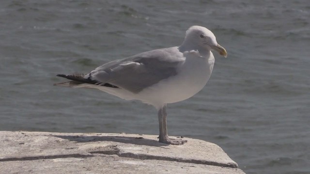 Goéland argenté (smithsonianus) - ML269242291