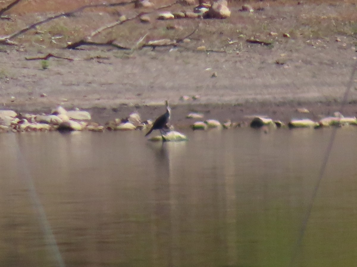 Double-crested Cormorant - ML269242431