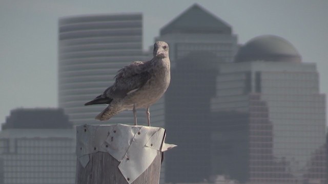 American Herring Gull - ML269243511