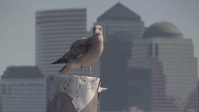 Gaviota Argéntea (americana) - ML269243511