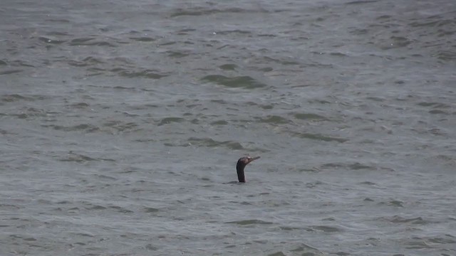 Double-crested Cormorant - ML269244401