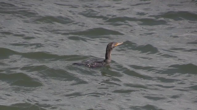 Double-crested Cormorant - ML269244911