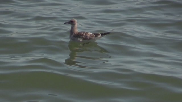 Laughing Gull - ML269246471