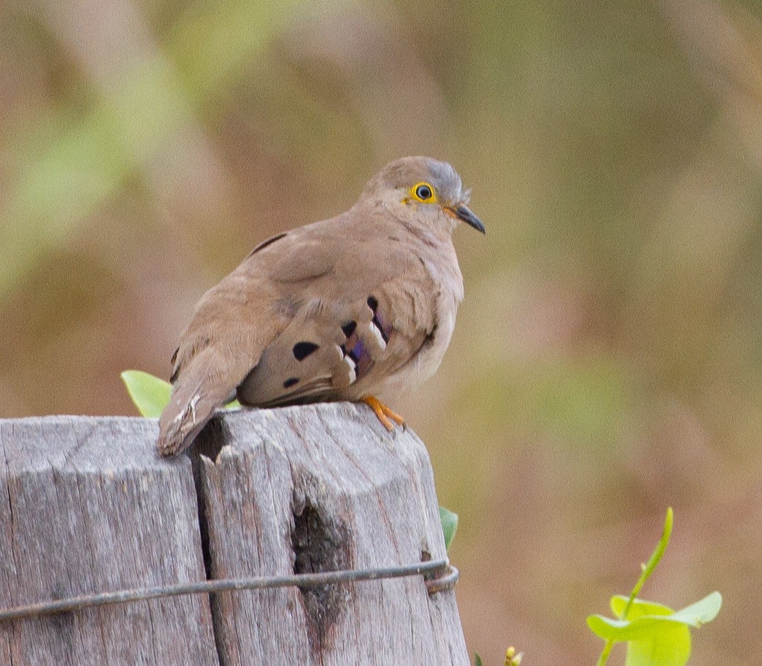 Long-tailed Ground Dove - ML269247071