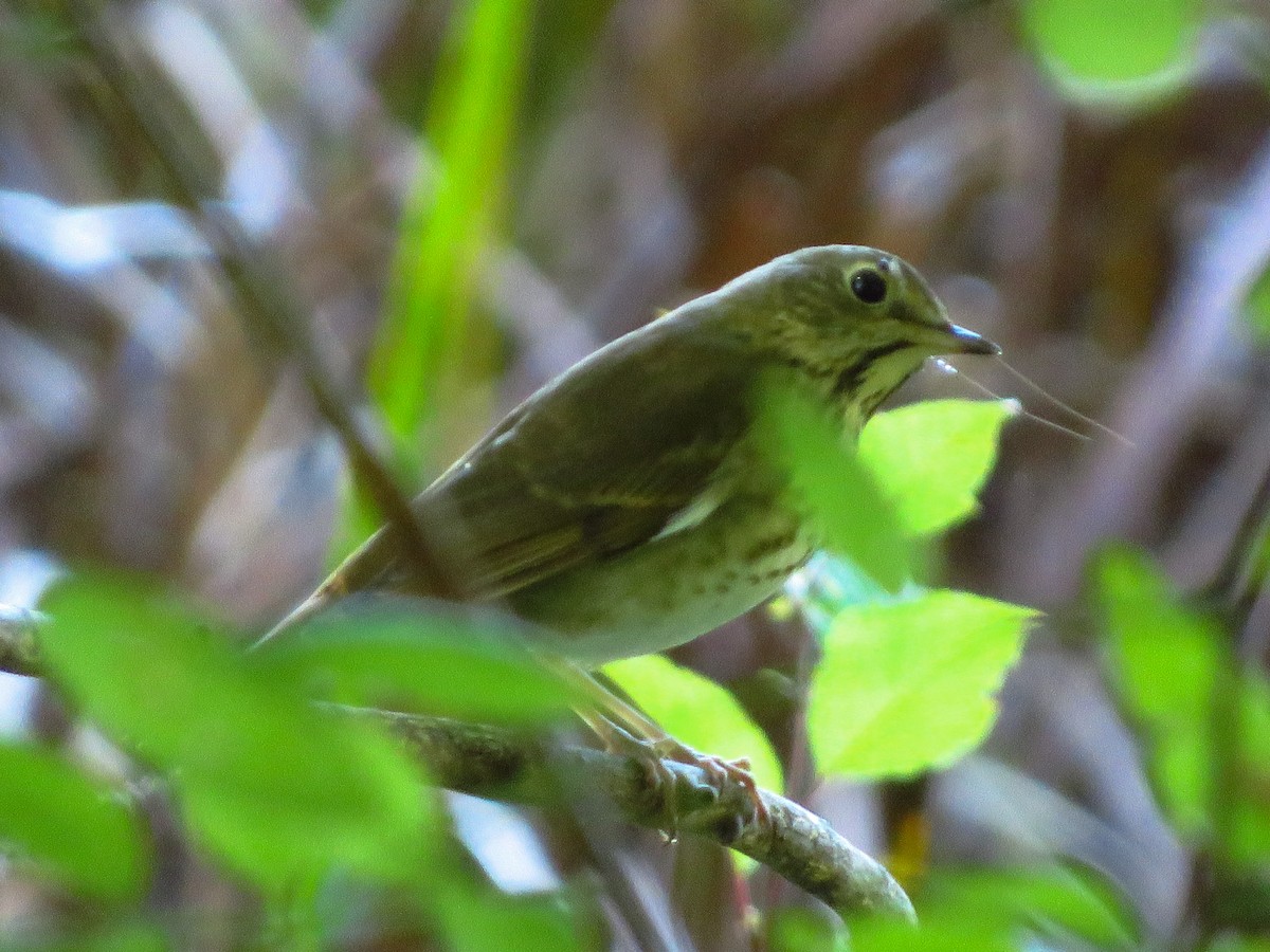 Gray-cheeked Thrush - ML269247111