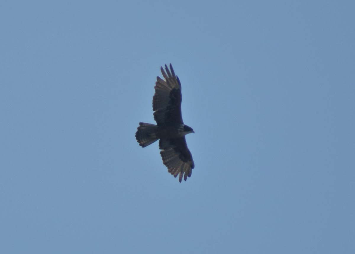 Rufous-bellied Eagle - ML269247331