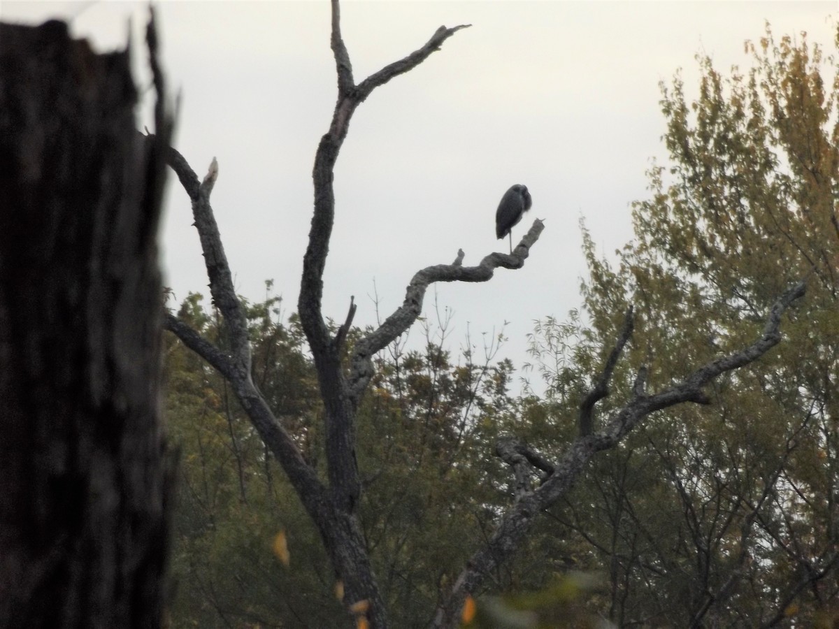 Great Blue Heron - ML269247911