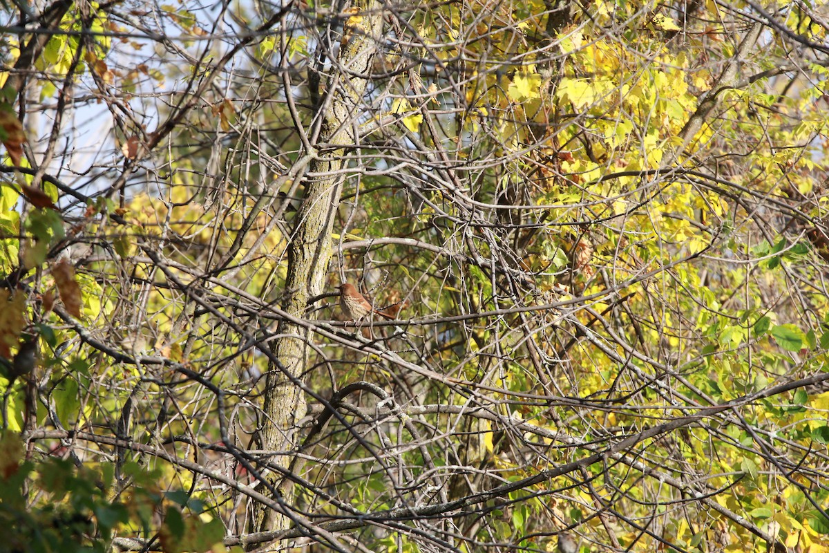 Brown Thrasher - ML269249171