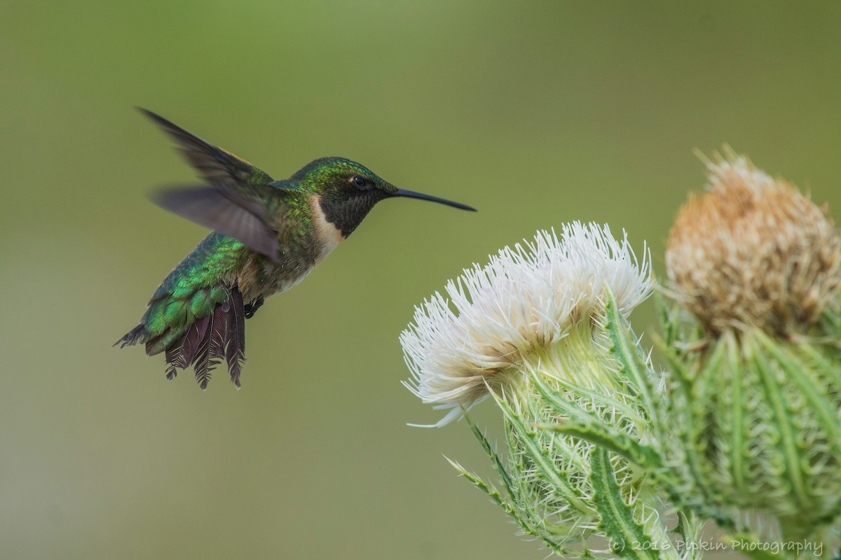 Ruby-throated Hummingbird - ML26924931