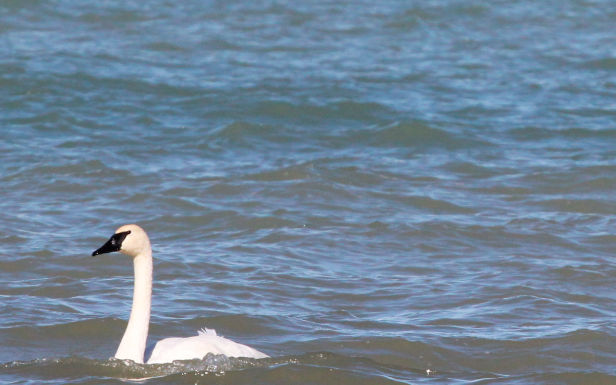 Trumpeter Swan - ML269249411