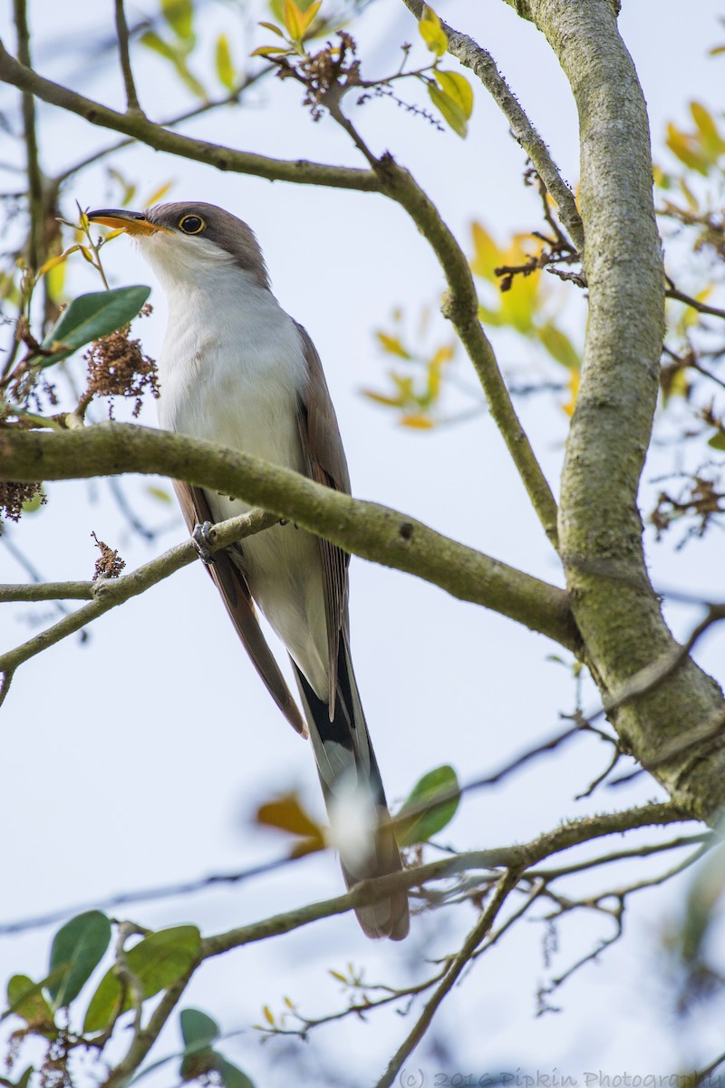 Yellow-billed Cuckoo - ML26924991