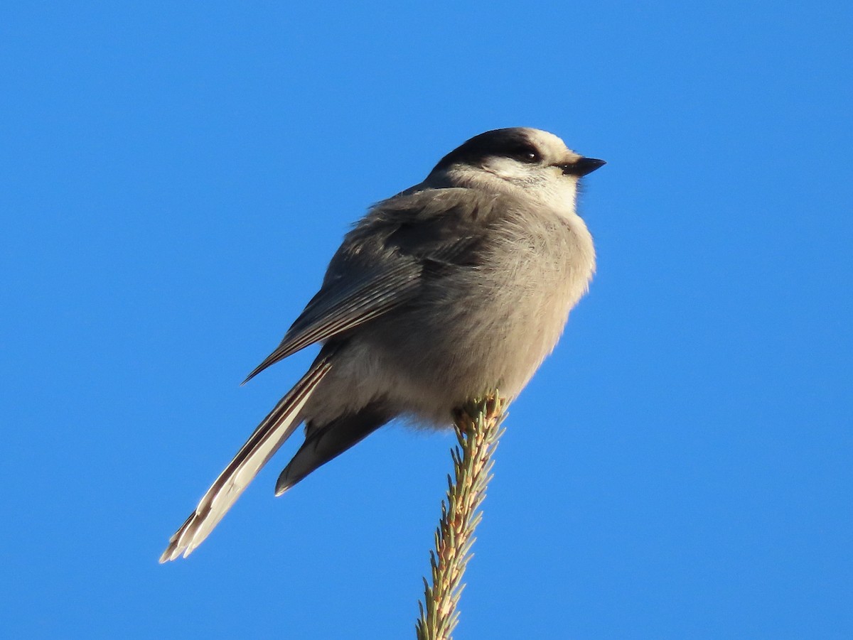 Canada Jay - ML269250571