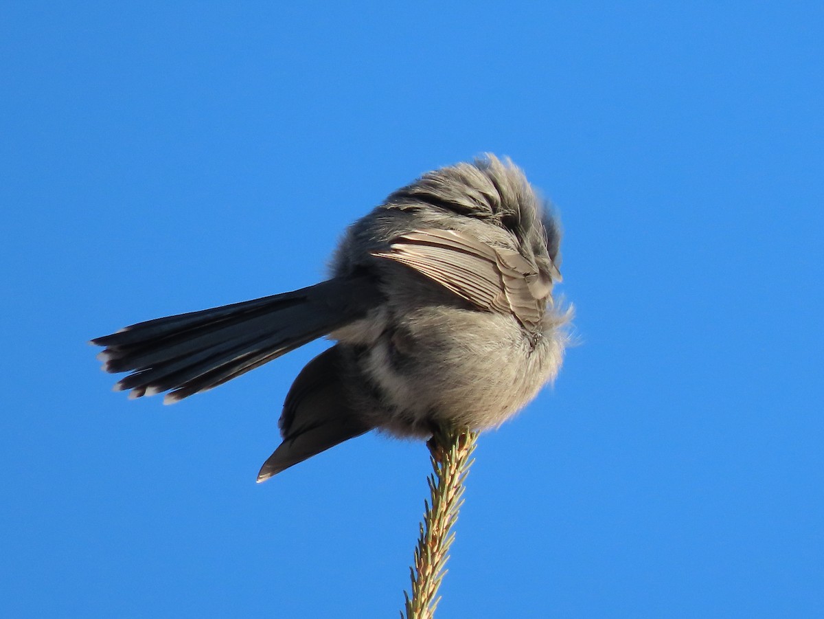 Canada Jay - ML269250591