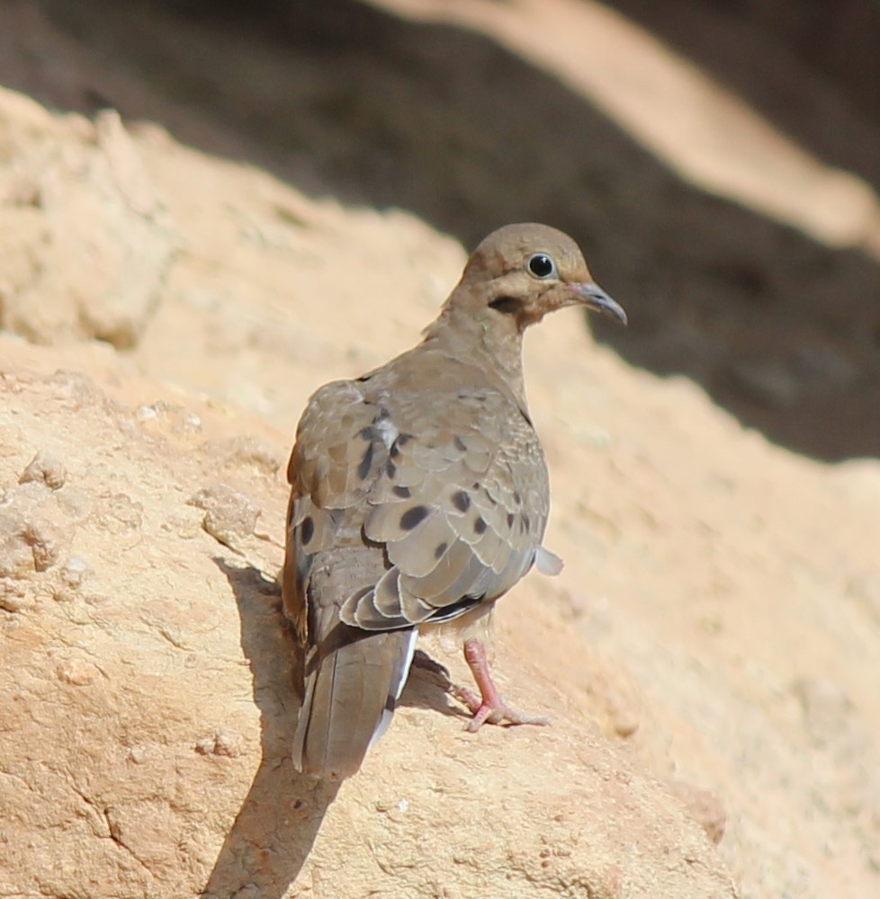 Mourning Dove - Laura Stanfill