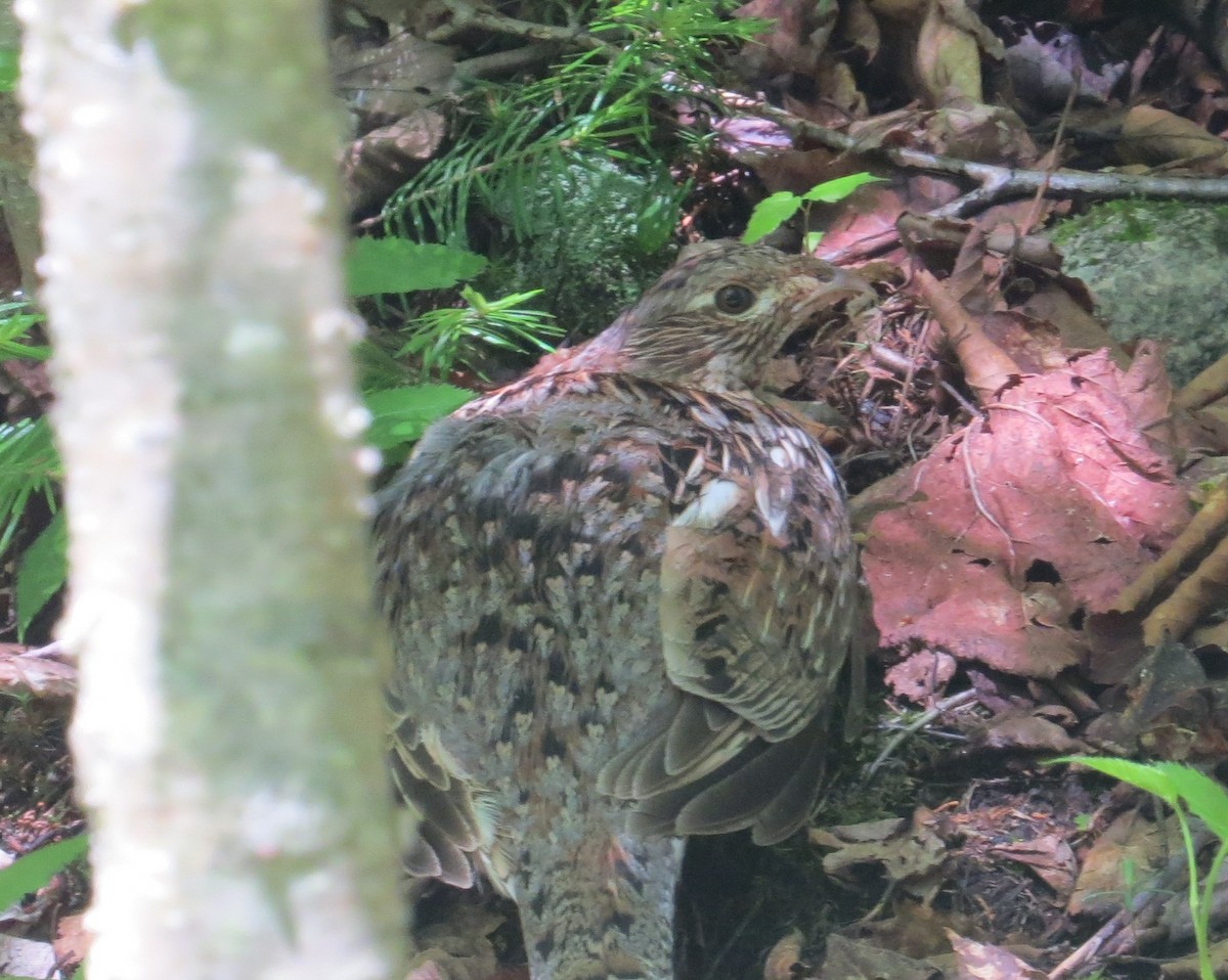 Ruffed Grouse - ML269256481