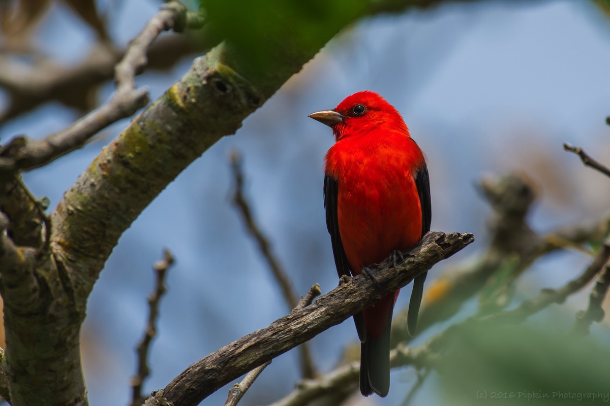 Scarlet Tanager - ML26925761