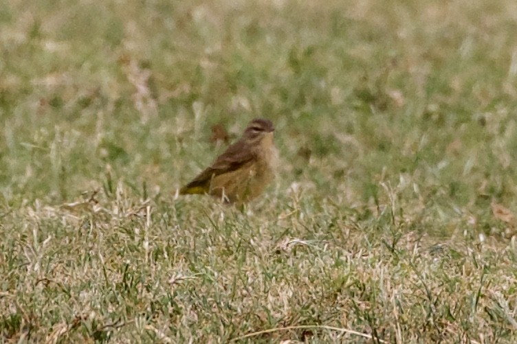 Palm Warbler - ML269258031