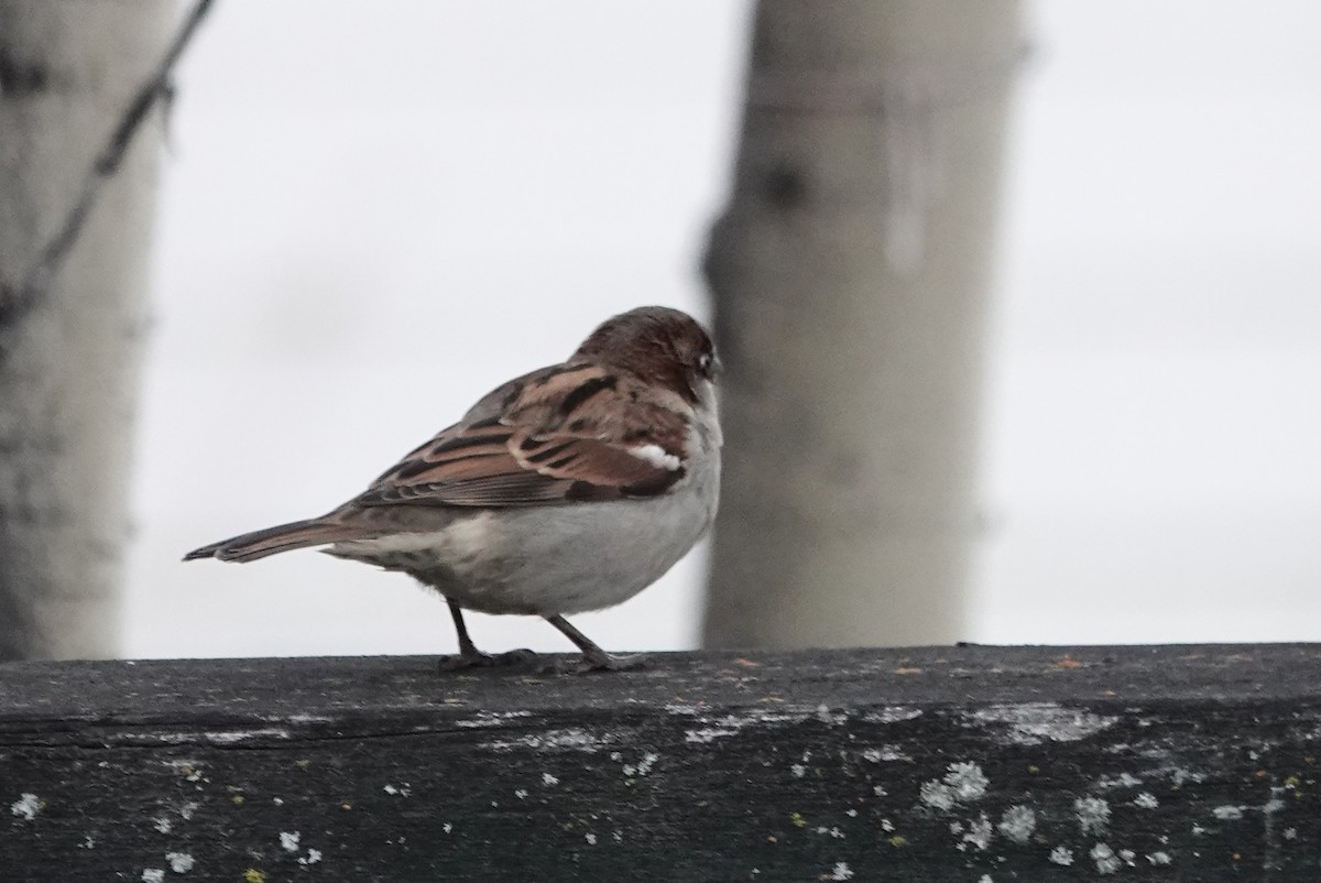 Moineau domestique - ML269258261